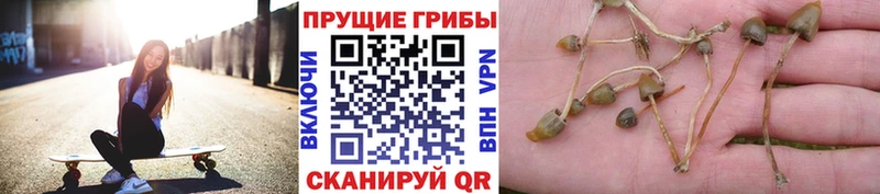Купить  Верхний Уфалей  Псилоцибиновые грибы MAGIC MUSHROOMS 